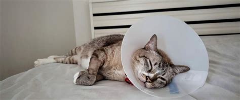 Cat Surgery