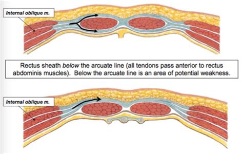 what does the aponeurosis of the internal oblique do above the arcuate ...