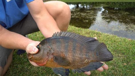 Protecting UK Carp Fishing: Invasive Species & Biosecurity Measures