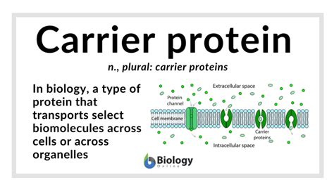 Carrier protein Definition and Examples - Biology Online Dictionary