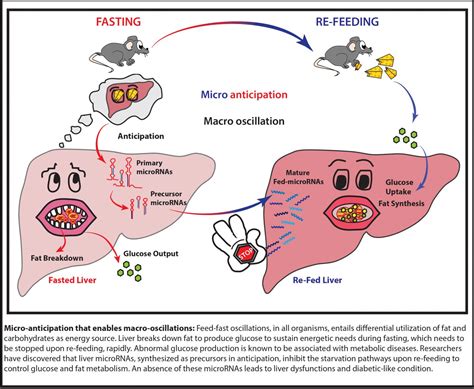 Micro-control of liver metabolism | EurekAlert!