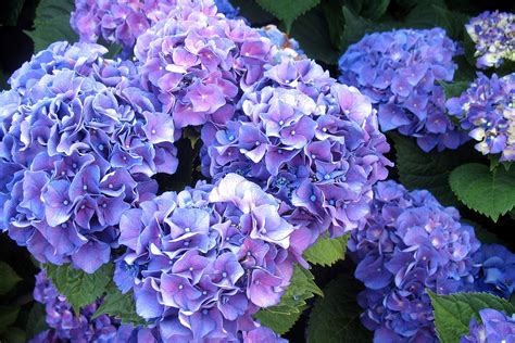 Hydrangea Background - WallpaperSafari