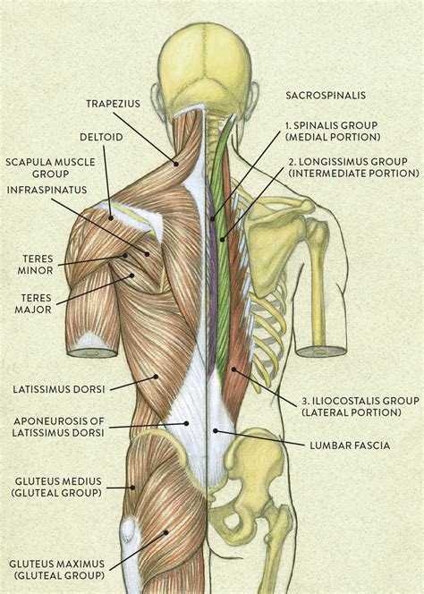 Neck Shoulder Muscles