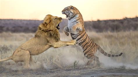 Lion Vs Tiger Fight