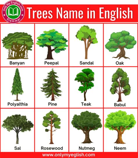 Tree Whose First Four Letters