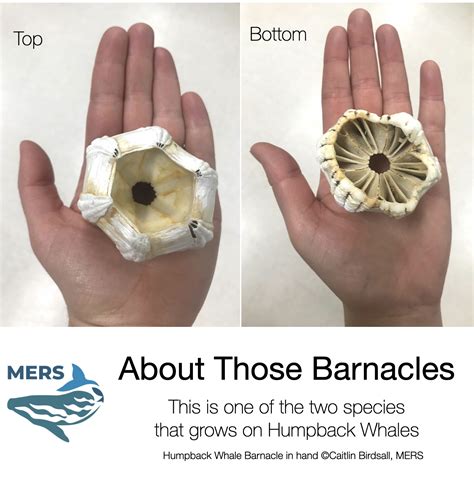 Humpback Whale Gooseneck Barnacles?! | The Marine Detective