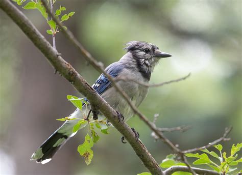 Blue Jay adult molting | Laura Erickson | Flickr