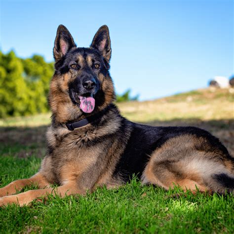 Full 4K Collection of Amazing German Shepherd Dog Images - Over 999 Top ...