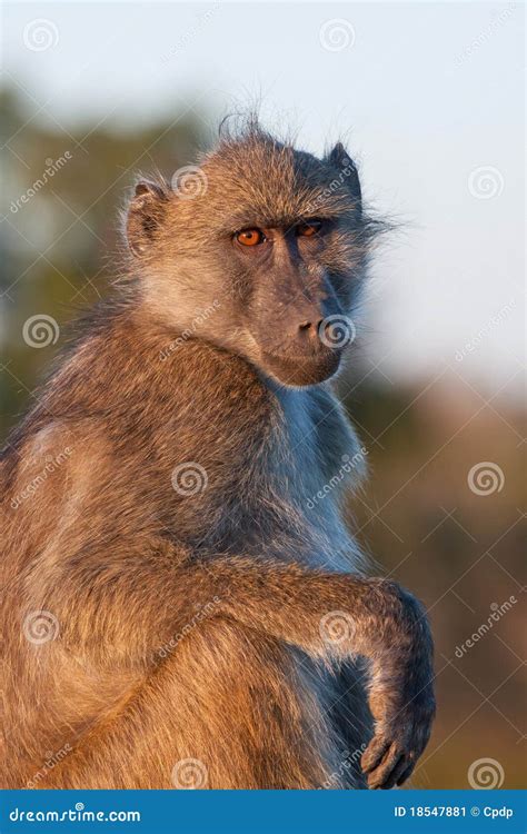 Chacma Baboon stock image. Image of parental, national - 18547881