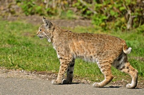 The Ubiquitous Bobcat - Images