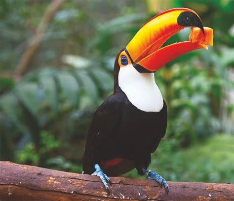 Toco Toucan