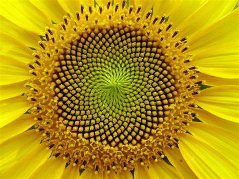 SunFlower: the Fibonacci sequence, Golden Section | The head… | Flickr