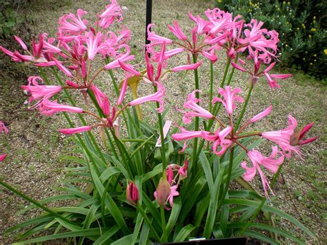 Nerine Bowdenii | Emerald Plants