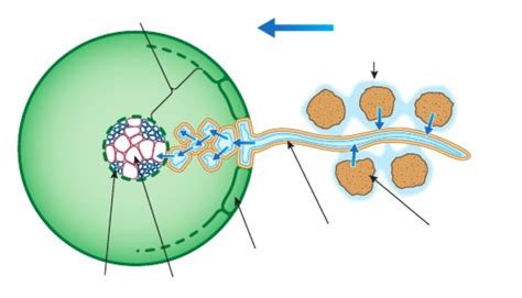 iGCSE Biology Diagrams - Root (cross section) Diagram | Quizlet