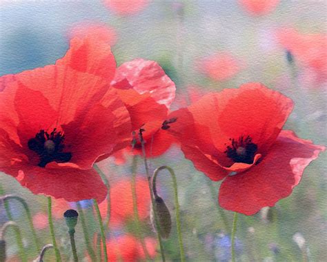 Poppy Flowers Watercolor Painting Free Stock Photo - Public Domain Pictures