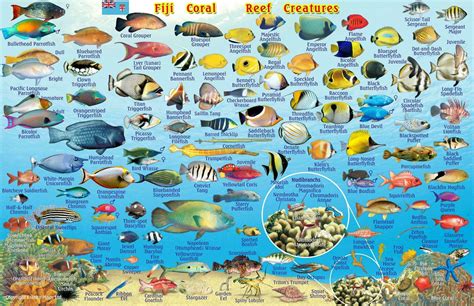 Saltwater Aquarium Fish Types Names