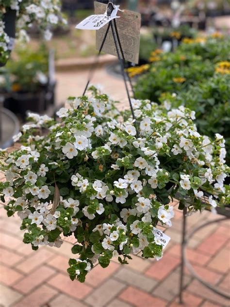 BACOPA WHITE HANGING BASKET 270MM | The Garden Feast