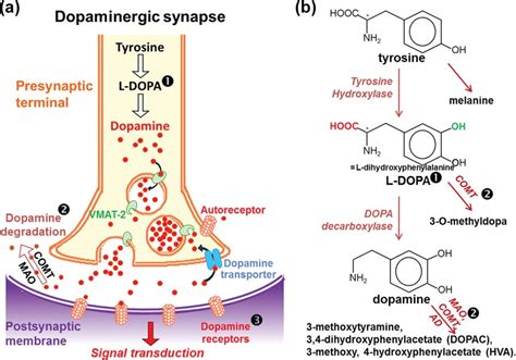 Dopamine Synthesis Pathway