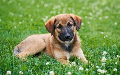 German Shepherd Training (Puppy to Adult) | All Things Dogs