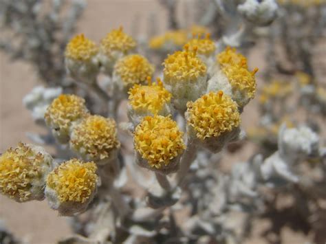 Achillea L. | Plants of the World Online | Kew Science