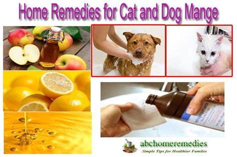 47 Best Of Treatment For Mites On Dogs Paws - insectza