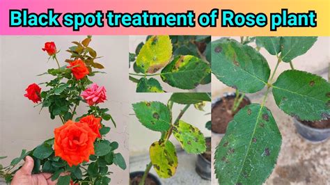 Black spot treatment of Rose plant || - YouTube