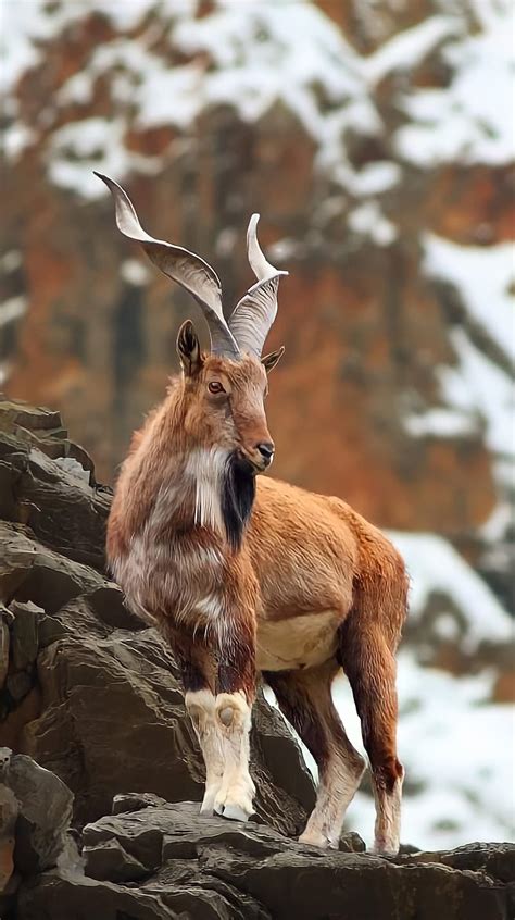 Markhor, Pakistan, wild goat, animal, goat, National Animal, Capra ...