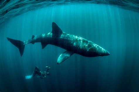 giant huge basking shark with diver ireland | George Karbus Photography