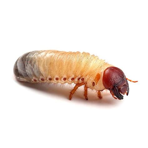 White Grub (Beetle Larvae) | White Grub Identification & Dangers