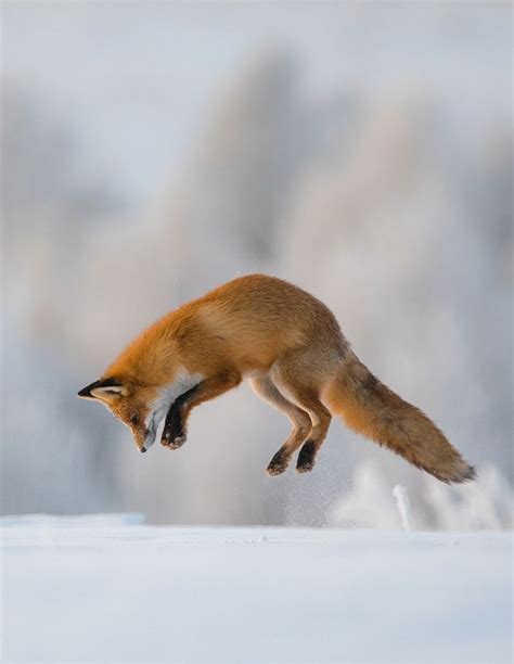 Animals And Pets, Baby Animals, Cute Animals, Wild Animals, Jumping Fox ...