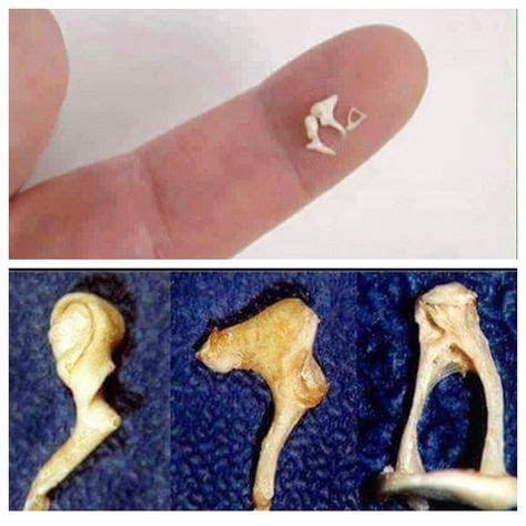 There are over 200 bones in the human body, and these are the smallest ...