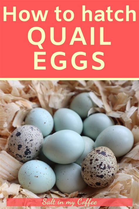 Hatching quail eggs is very easy and straighforward. This article walks ...