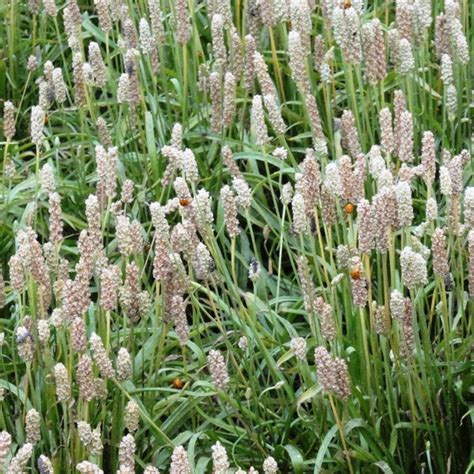 Plantago psyllium, Plantain, Psyllium Seeds - online store | Medicinal ...