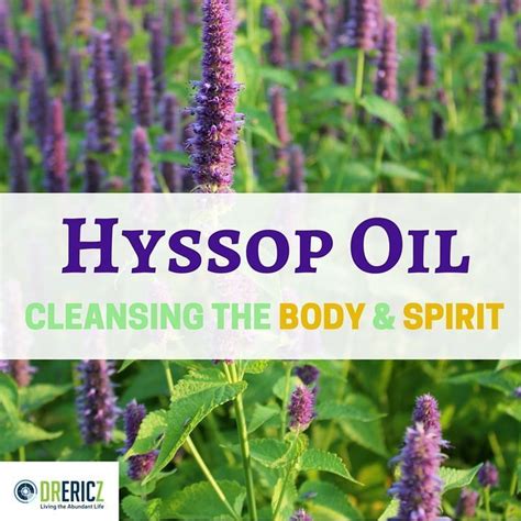 Hyssop Essential Oil Uses & Benefits for Anti-Viral & Digestive Health ...