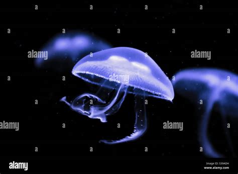 three common moon jellyfish with purple colouring shine in the dark ...