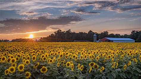 Massive 20-acre Michigan sunflower field blooms for the season | wzzm13.com