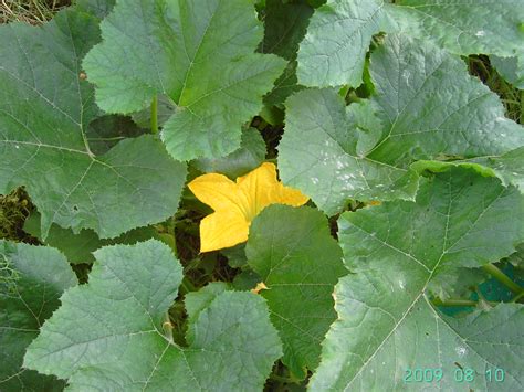 Cucurbita pepo | Manual of the Alien Plants of Belgium