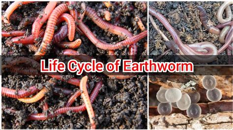 Life Cycle of an Earthworm | An Earthworm's Life | Earthworm | Life ...