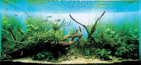 Aqua Design Amano: Aquarium Designer Takashi Amano | Takashi amano ...