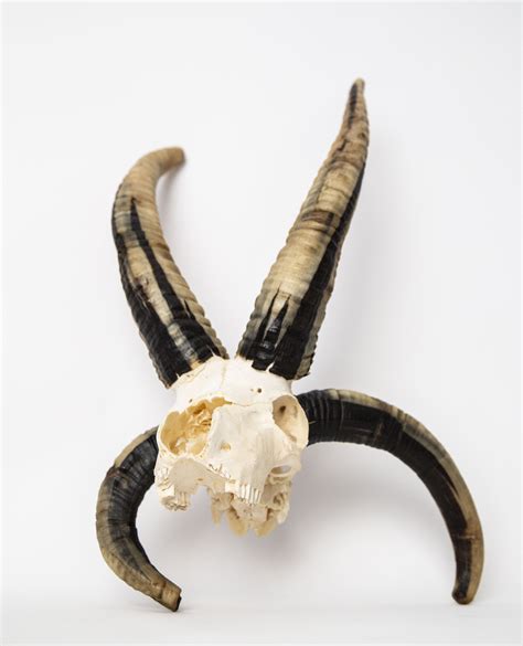 4 Horned Goat Skull