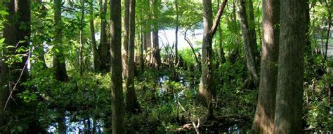 Mud Swamp/New River Wilderness