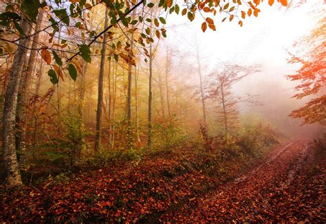 Carpathian autumn on Behance