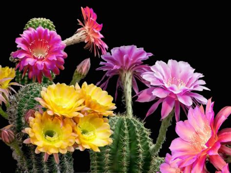 Does Every Cactus Bloom? - World of Succulents