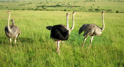 Maasai Mara Birds | The Birds of Maasai Mara - Go Masai Mara Safari Tours