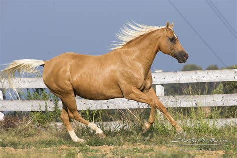 palomino horse history | Castellare di Tonda Quarter Horses