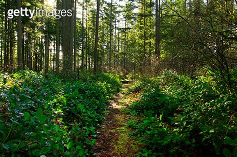 Pacific Northwest forest hiking trail 이미지 (994036582) - 게티이미지뱅크