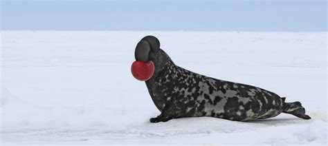 The Hooded Seal | Critter Science