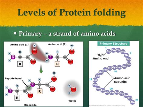 PPT - Protein Synthesis and Protein Folding PowerPoint Presentation ...