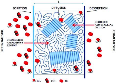 Schematic representation of the general mechanism of the permeation of ...