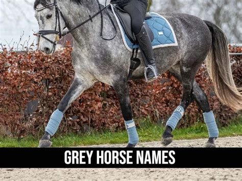 Grey Horse Names [250+ Unique Ideas to get Inspired]